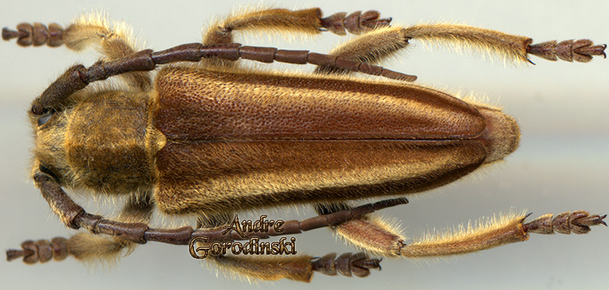 http://www.gorodinski.ru/cerambyx/Mallosia graeca.jpg